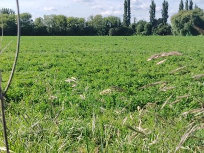 Parcelas camino Santa Bárbara 1,5km.